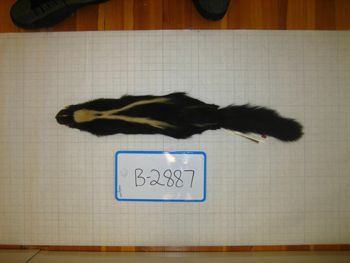 Media type: image;   Mammalogy BANGS-2887